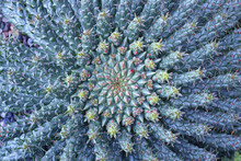 Euphorbia Plant Detail
