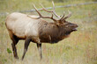 © Paul Tessier/Stocksy - Bull Elk