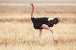 © Paul Tessier/Stocksy - Ostrich