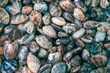 © Pansfun Images/Stocksy - Fresh raw seafood