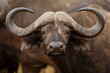 © Paul Tessier/Stocksy - African Buffalo
