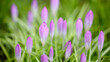 © Marcel/Stocksy - Crocus flowers in the lawn