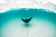 © Shane Gross/Stocksy - Eagle Ray Exit