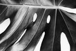 © Marcel/Stocksy - Monstera plant detail in b&w