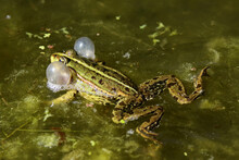 Male Frogs With Vocal Sac In Use