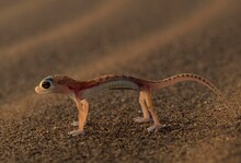 Web-footed Gecko (Palmatogecko Rangei), Namib-Naukluft Park, Namibia, Africa