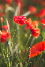 Red Poppy Flower Field In Sunlight