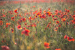 © Anke Scheibe Fotografie/Westend61 - Blossom poppy field in sunlight