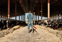 Farmer Holding Shovel While Standing In Cattle Surrounded By Herd Of Cows