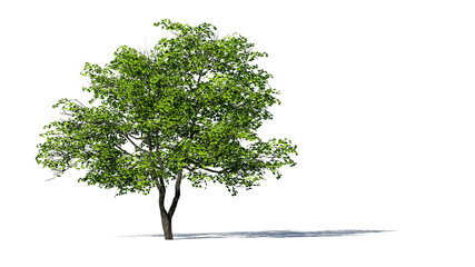 Hi-Resolution Beautiful 3D Trees Isolated with shadow on white background , Use for visualization in architectural design