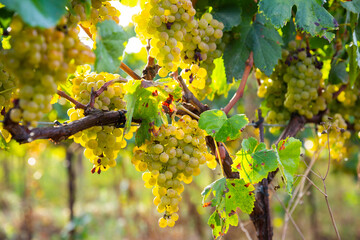  Ripe white grapes hanging on green vine ready to be harvested in sunny vineyard