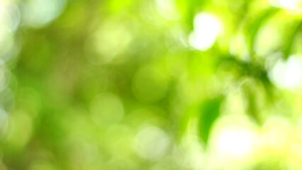 Wall Mural - green bokeh video with bright blurred green background sparkling daytime beautiful nature of trees. 