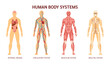 © Svetlanas01 - Human body system. Human body skeleton, muscular system, system of blood vessels with arteries, veins. Human body internal organs heart, liver, brain, kidneys, lungs, stomach spleen pancreas
