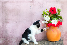 Lifestyle Kitty Cat Sitting With Colorful Flower Red ,white Hibiscus In Flowerpot Beside Pink Walls Decoration Postcard Style 