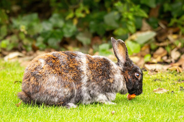 Wall Mural - close up of one cute rabbit with mixed brown and grey fur eating a small piece of carrot left on the grass field near the bushes