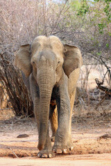 Wall Mural - The Sri Lankan elephant (Elephas maximus maximus), adult male. Adult elephant in dry bush with brown background. A large Asian elephant in a typical environment.