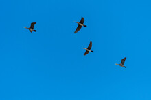 Four Cormorants Flying To The Next Lake On A Sunny Autumn Day