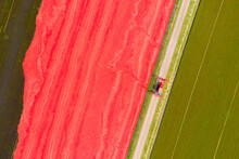 Aerial Drone View Looking Down On A Tractor Driving Beside A Bright Red Bog Of Cranberries Ready For Harvest On A Cranberry Farm