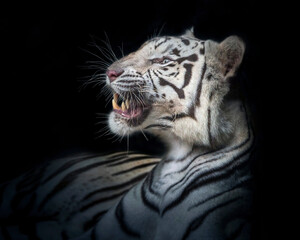 Wall Mural - The white tiger's face was staring and roaring.