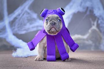 Wall Mural - Cute French Bulldog puppy wearing a cute purple Halloween octopus dog costume with big eyes and tentacles in front of gray wall with cobwebs