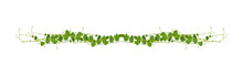 Heart Shaped Green Leaves Climbing Vines Ivy Of Cowslip Creeper (Telosma Cordata) The Creeper Forest Plant Growing In Wild Isolated On White Background, Clipping Path Included.