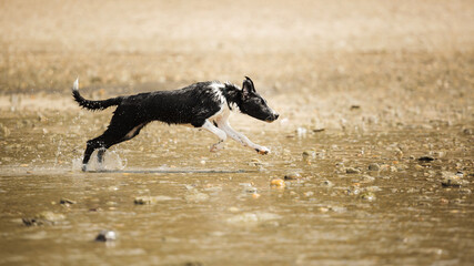 border collie puppy dog running in shallow water on the beach in summer