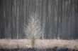 Oszroniony las w zimie