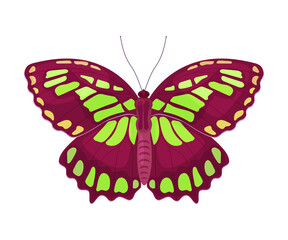 Poster - Fluttering Tropical Butterfly with Brightly Coloured Wings Vector Illustration