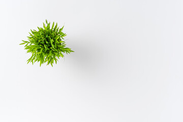 Wall Mural - Small green plant isolated on white background with copyspace. Top view