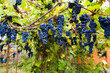 Red black bunches Pinot Noir grapes growing in vineyard with blurred background and copy space. Harvesting in the vineyards concept.