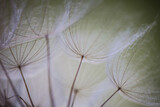 Fototapeta Dmuchawce - Abstract macro photo of dandelion seeds. Shallow focus. Old style