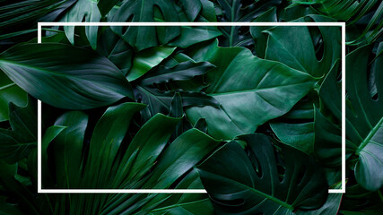 Wall Mural - tropical green leaves with white frame, nature flat lay concept