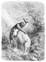 Cougar Attack Biteing Vicugna Neck In Deep Vegetation. Ancient Grey Tone Etching Style Art By Rouyer, Le Tour Du Monde, Paris, 1861
