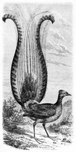 Lyrebird (Menura Novaehollandiae) Big Plumage Tail Bird On Vertical Arranged Background. Ancient Grey Tone Etching Style Art By Rouyer, Le Tour Du Monde, Paris, 1861