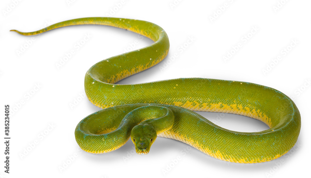 Full bod lenght shot of adult Green Tree Python aka Morelia viridis ...