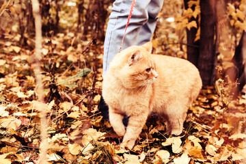 Wall Mural - Woman walking with big ginger cat on leash in the park. Selective focus on the cat