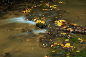 Sticker - Autumn leaves on flowing river