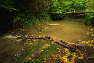 Wall Mural - Flowing stream in the autumn forest