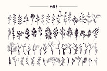 Tree Branches, Herbs, Plants Silhouettes Made With Ink. Hand Drawn Clipart Illustration Collection Of Rustic, Floral Design Elements. Wood Twigs, Sticks, Forest, Flowers, Leaves. Isolated Vector Set.