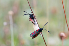 Zygaena Filipendulae - The Only British Burnet Moth With Six Red Spots On Each Forewing. Nature Macro With Selective Focus Of Emerging Moths And Mating.