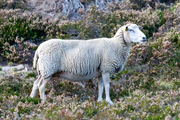 sheep farming in mountain pasture