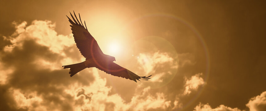 a silhouette eagle flying in clouds at sunset.