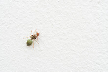 Oecophylla Smaragdina Fabricius On A White Background,Hymenoptera
