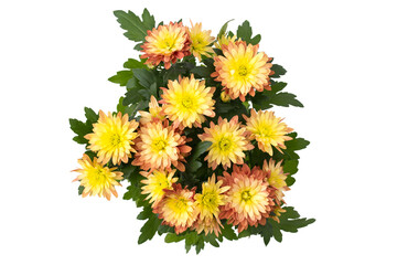 Sticker - Chrysanthemum indicum