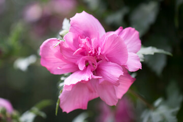 Wall Mural - The beautiful rose of Sharon bloomed in the field
