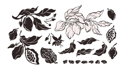 Wall Mural - Cocoa silhouette set. Vector tree, isolate bean