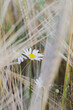 Kwiat polny rumianek wśród zbóż i traw