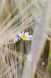 Kwiat polny rumianek wśród zbóż i traw