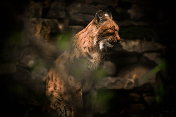 lynx on the rock