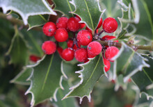 Symbol Of Christmas In Europe. Closeup Of Holly Beautiful Red Berries And Sharp Leaves On A Tree In Cold Winter Weather.Blurred Background. Ilex, Or Holly, It Is A Genus Of Small, Evergreen Trees.